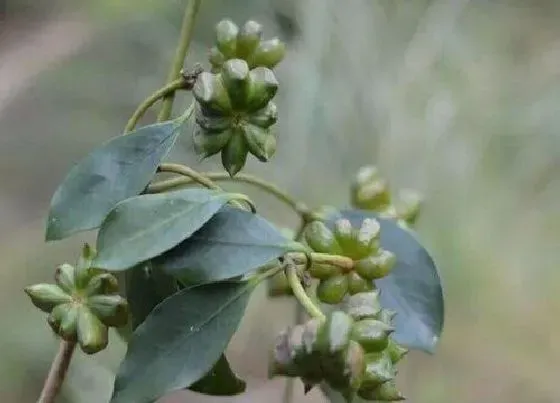 植物常识问题|八角和大料的区别