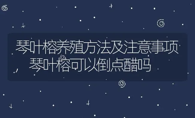 琴叶榕养殖方法及注意事项,琴叶榕可以倒点醋吗 | 养殖常见问题