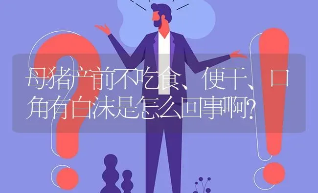 母猪产前不吃食、便干、口角有白沫是怎么回事啊? | 养殖问题解答