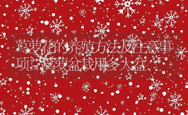 斑斓叶是什么植物属于什么科植物,斑斓叶在中国叫什么？ | 养殖常见问题