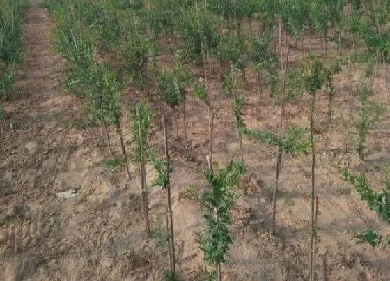 植物常识问题|石榴树什么时候移栽成活率高