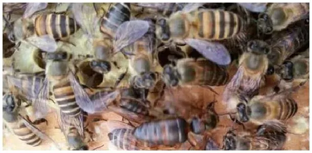 中蜂一年换几次蜂王？ | 农业答疑