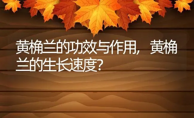 黄桷兰的功效与作用,黄桷兰的生长速度？ | 养殖常见问题