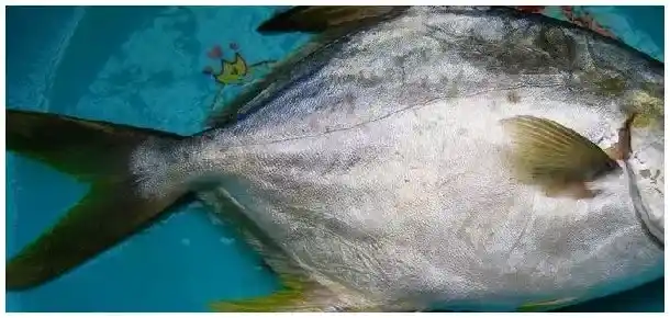 金鲳鱼是海鱼还是河鱼 | 三农答疑