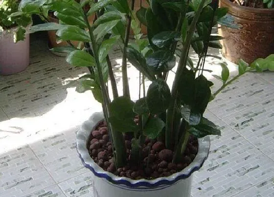 植物常识问题|金钱树怎么养护新叶比老叶大一倍