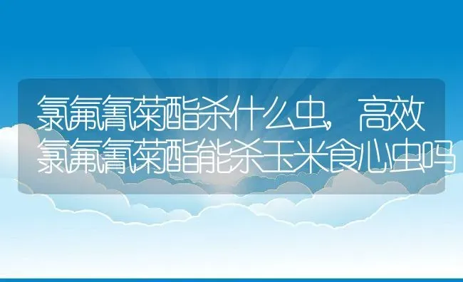 氯氟氰菊酯杀什么虫,高效氯氟氰菊酯能杀玉米食心虫吗 | 养殖常见问题