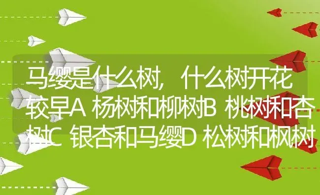 马缨是什么树,什么树开花较早A杨树和柳树B桃树和杏树C银杏和马缨D松树和枫树？ | 养殖常见问题