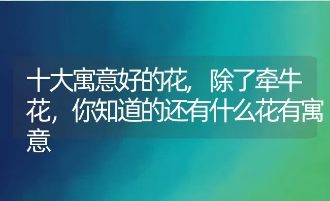 十大寓意好的花,除了牵牛花，你知道的还有什么花有寓意 | 养殖常见问题