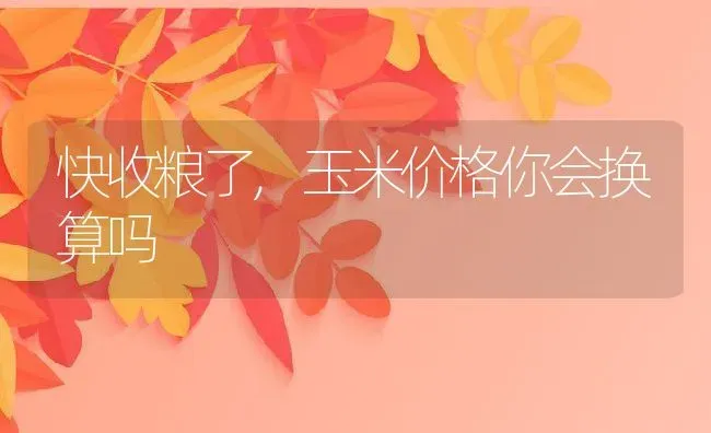 快收粮了,玉米价格你会换算吗 | 养殖常见问题