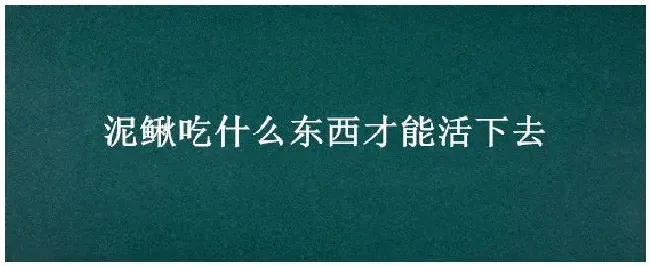 泥鳅吃什么东西才能活下去 | 科普知识