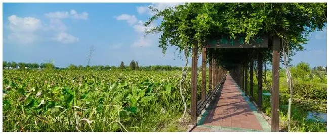 莲藕除草用什么农药 | 农业问题