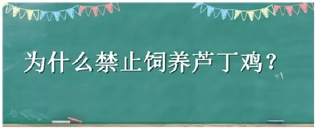 为什么禁止饲养芦丁鸡？ | 三农问答