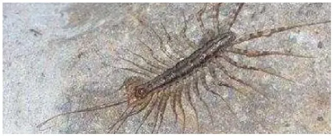 多脚虫怕什么植物 | 科普知识