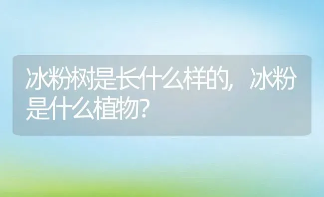 冰粉树是长什么样的,冰粉是什么植物？ | 养殖常见问题