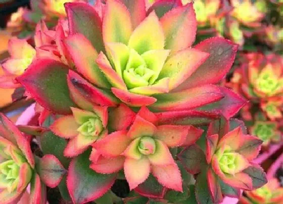 植物常识问题|多肉艳日辉夏天如何养护叶片肥厚状态好