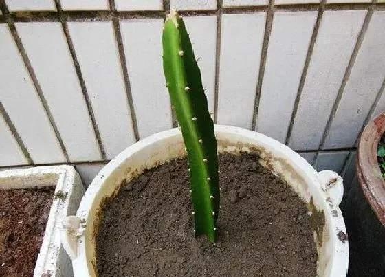 植物常识问题|扦插火龙果如何养护很快长根成活
