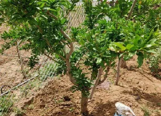 植物常识问题|石榴树什么时候移栽成活率高