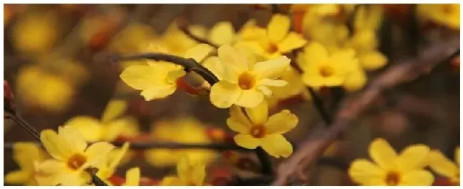 迎春花几月开 | 三农答疑
