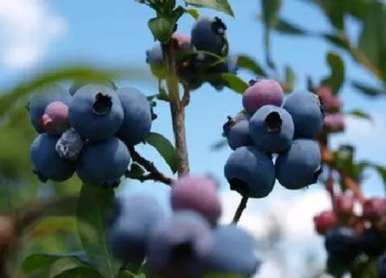 植物常识问题|蓝莓浇水掌握哪些个要点