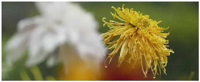 菊花是几月开 | 三农问答