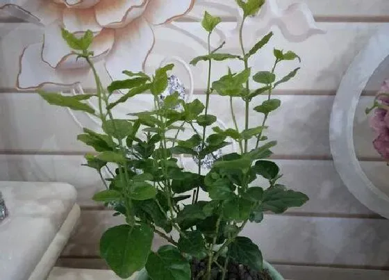 植物常识问题|茉莉花晒伤之后如何修复
