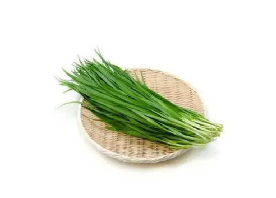 植物常识问题|中国最好的韭菜品种