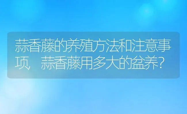 蒜香藤的养殖方法和注意事项,蒜香藤用多大的盆养？ | 养殖常见问题