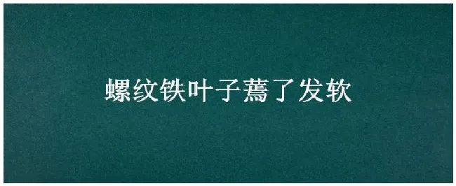 螺纹铁叶子蔫了发软 | 科普知识