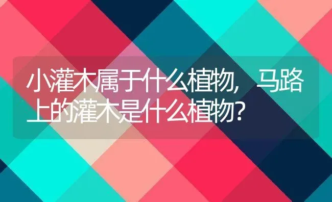 小灌木属于什么植物,马路上的灌木是什么植物？ | 养殖常见问题