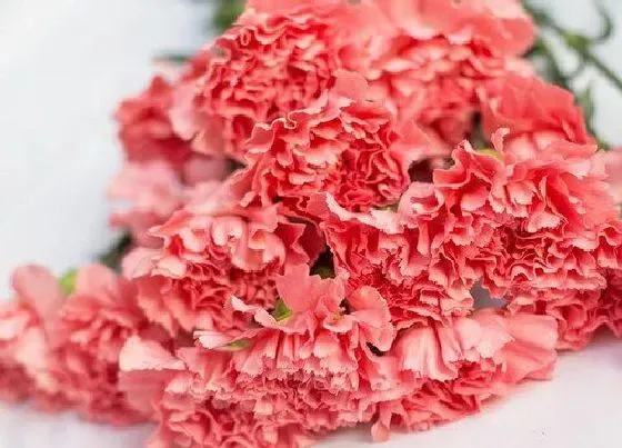 植物常识问题|康乃馨代表什么象征意义 红白黄粉色康乃馨代表的花语