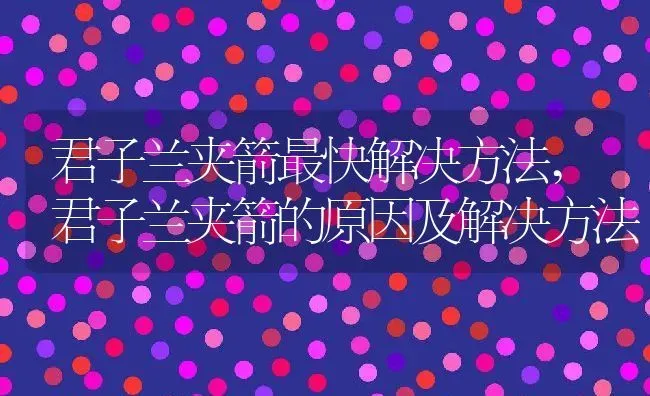 君子兰夹箭最快解决方法,君子兰夹箭的原因及解决方法 | 养殖常见问题