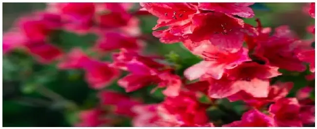 杜鹃花怎么过冬 | 科普知识