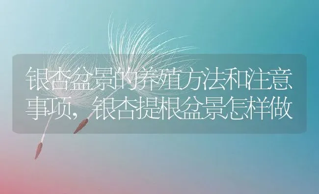 银杏盆景的养殖方法和注意事项,银杏提根盆景怎样做 | 养殖常见问题