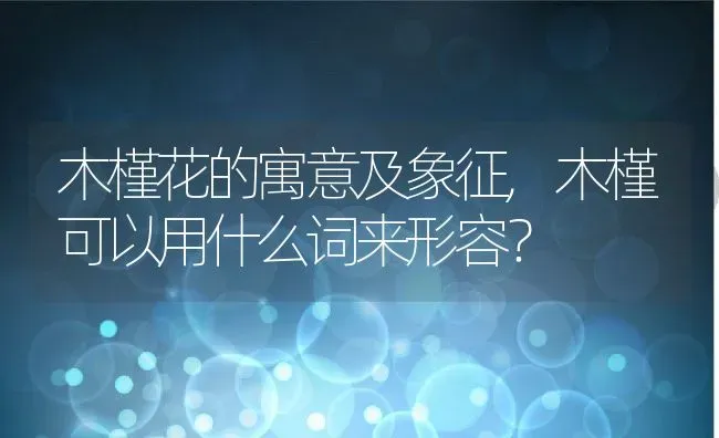 木槿花的寓意及象征,木槿可以用什么词来形容？ | 养殖常见问题