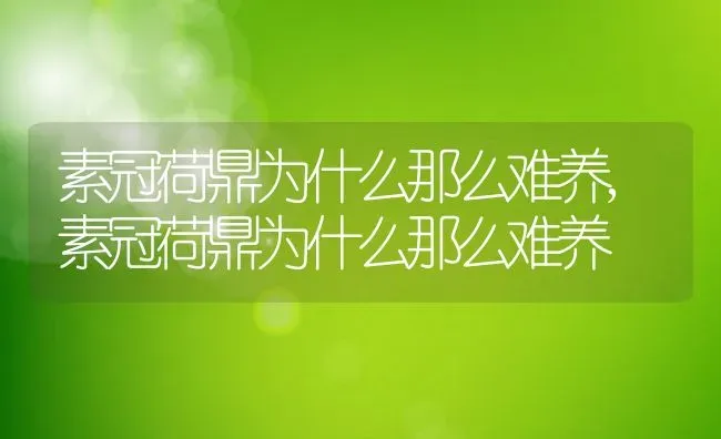 素冠荷鼎为什么那么难养,素冠荷鼎为什么那么难养 | 养殖常见问题