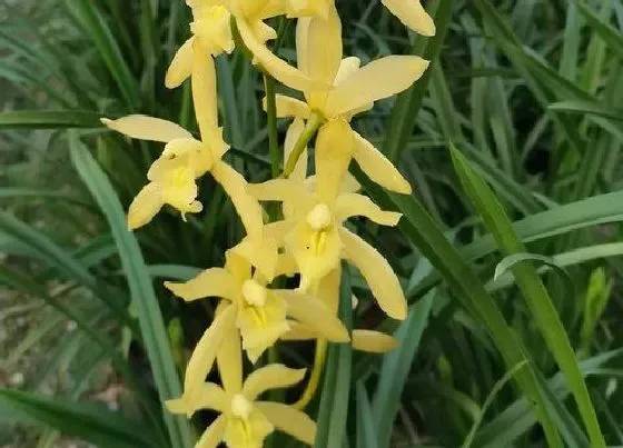 植物常识问题|兰花栽种好后有哪些禁忌