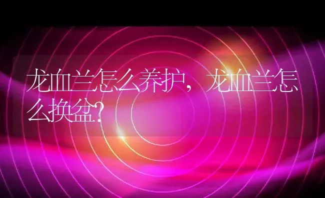 龙血兰怎么养护,龙血兰怎么换盆？ | 养殖常见问题