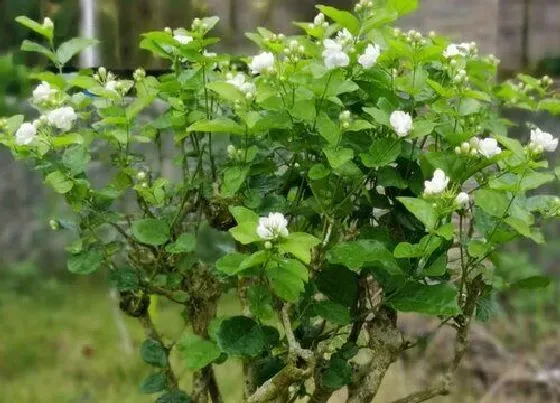 植物常识问题|茉莉花晒伤之后如何修复