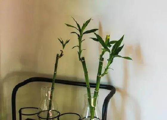 植物常识问题|富贵竹如何水培养的翠绿粗壮