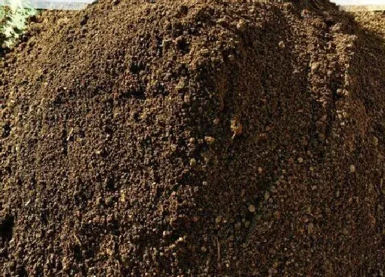 植物常识问题|用什么植料养护文竹虎皮兰侧芽猛窜