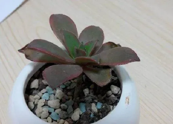 植物常识问题|多肉艳日辉夏天如何养护叶片肥厚状态好