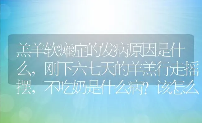 羔羊软瘫症的发病原因是什么,刚下六七天的羊羔行走摇摆，不吃奶是什么病？该怎么办 | 养殖常见问题