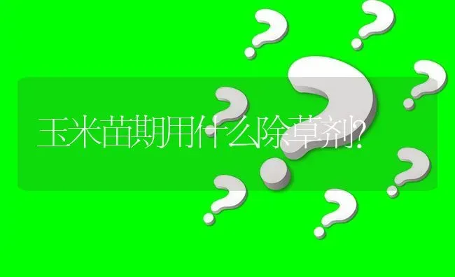 玉米苗期用什么除草剂? | 养殖问题解答