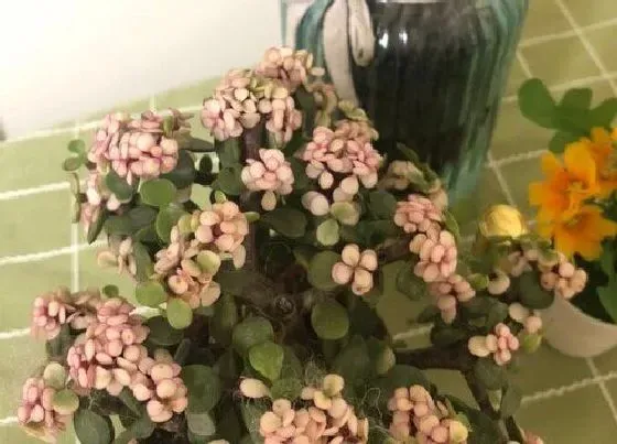 植物常识问题|扦插金枝玉叶需要注意哪些要点