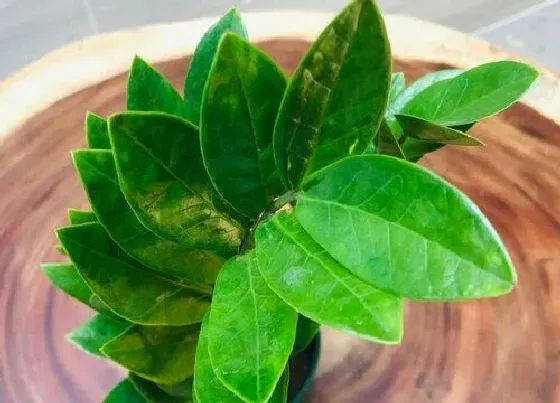 植物常识问题|金钱树怎么养护新叶比老叶大一倍