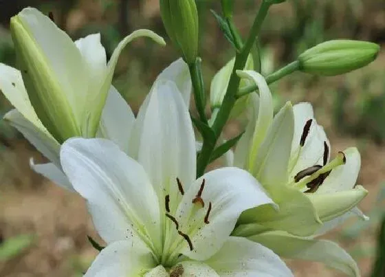 植物常识问题|百合花有什么作用