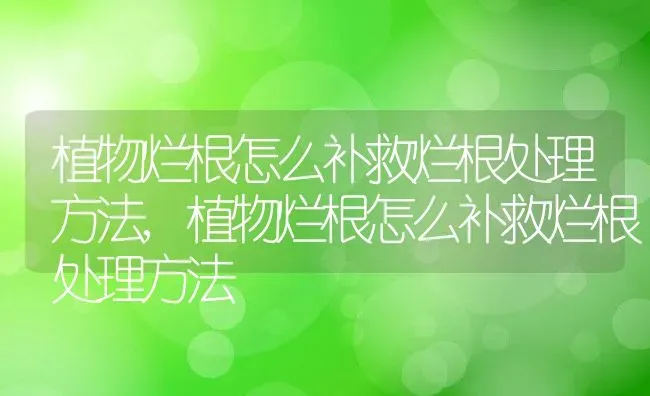 植物烂根怎么补救烂根处理方法,植物烂根怎么补救烂根处理方法 | 养殖常见问题