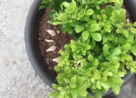 植物常识问题|导致米兰烂根死亡的原因