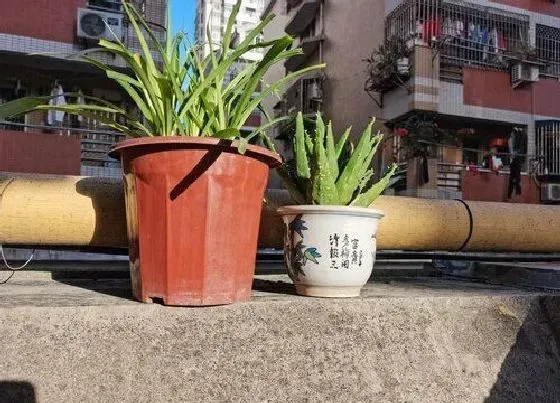 植物常识问题|芦荟如何养护管理爆盆