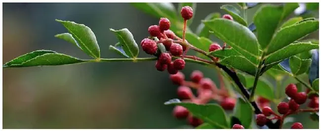 网购的花椒苗为什么不发芽 | 三农问答